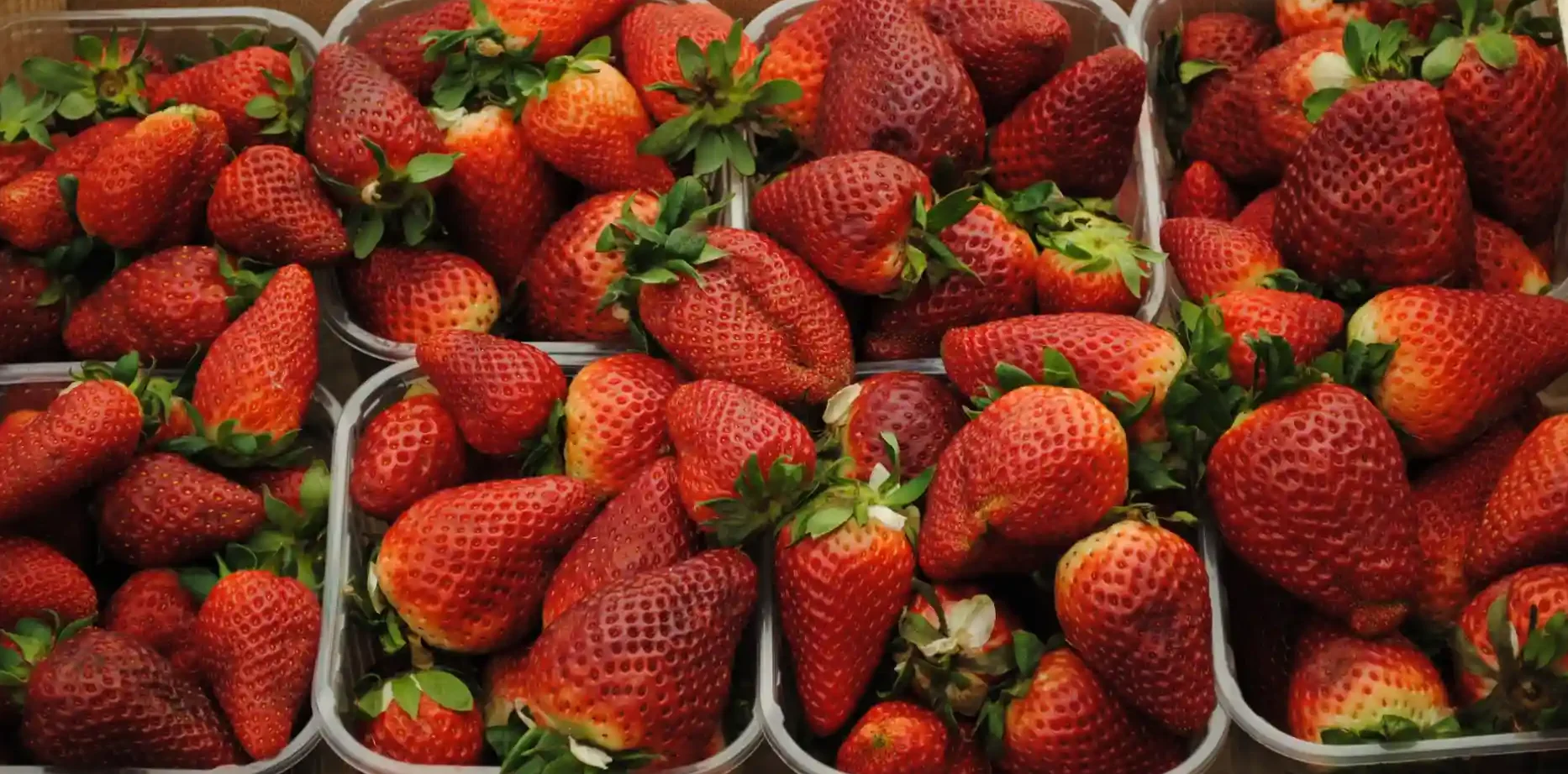 Punnets of ripe strawberries